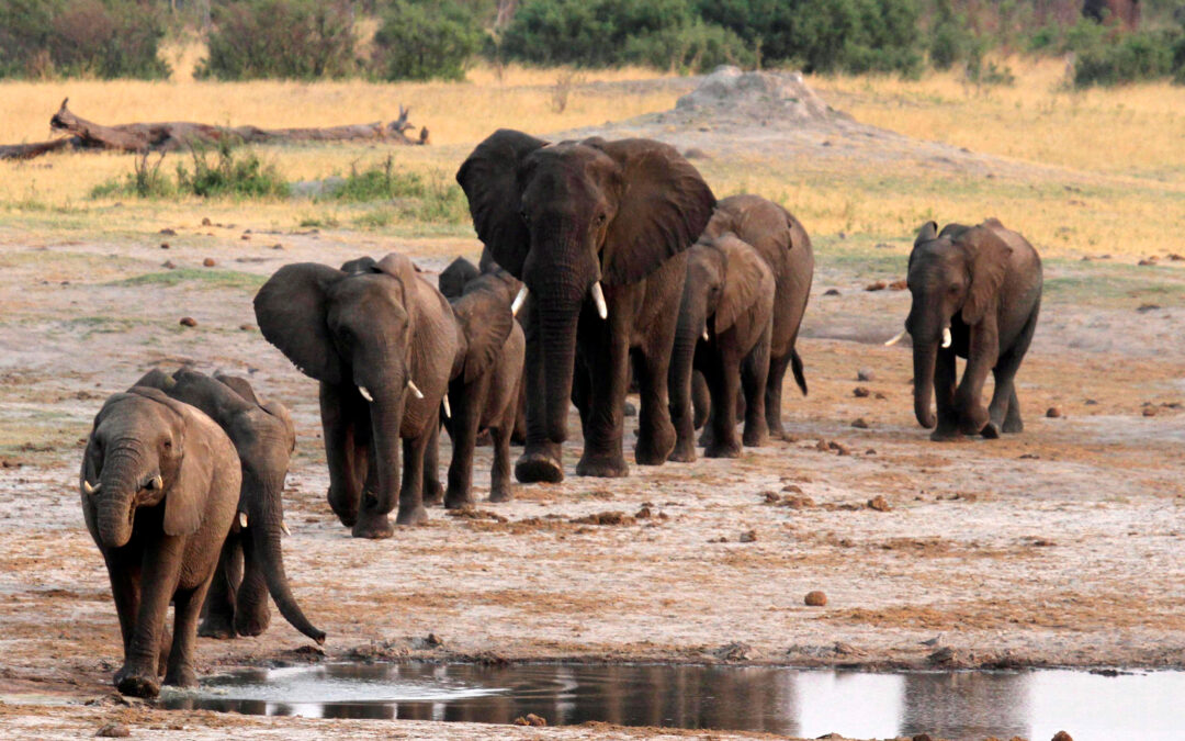 Zimbabwe mulls first mass elephant killing in decades | Business and Economy News | Al Jazeera